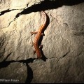 The Living Cave - Blanchard Springs Caverns