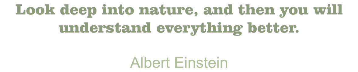 Blanchard Quote Albert Einstein